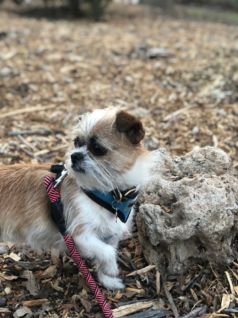 Five Essential Enrichments for Your Dog's Happiness