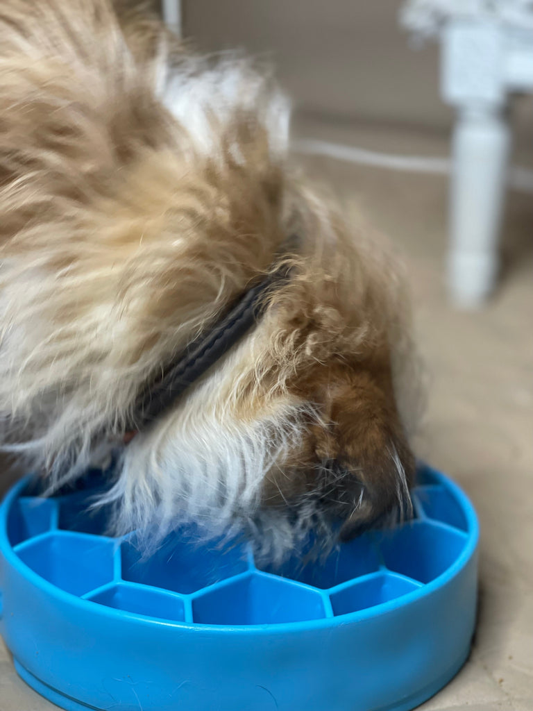 slow feeder bowl