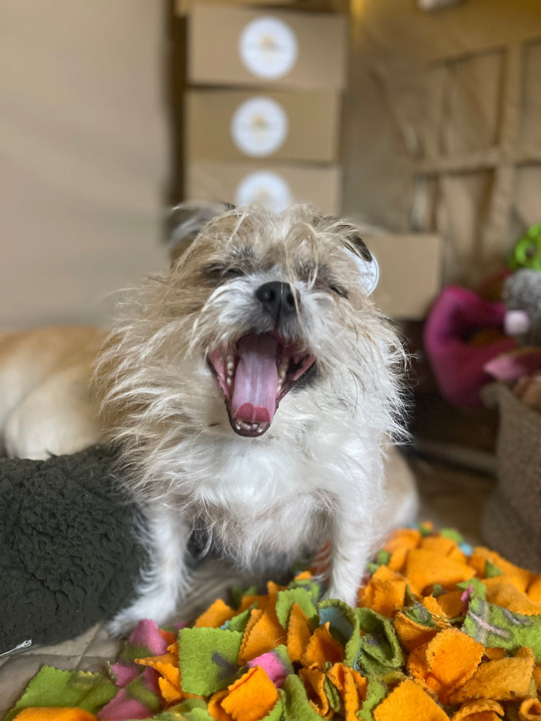 dog enrichment for small dogs