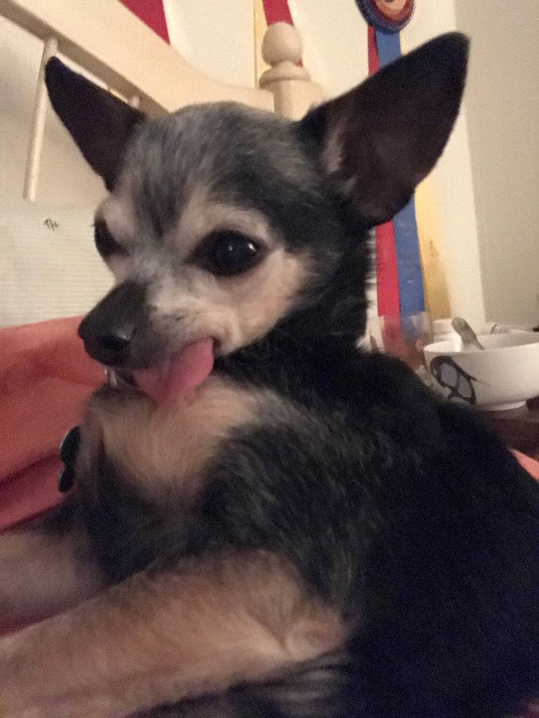 dog mom guilt