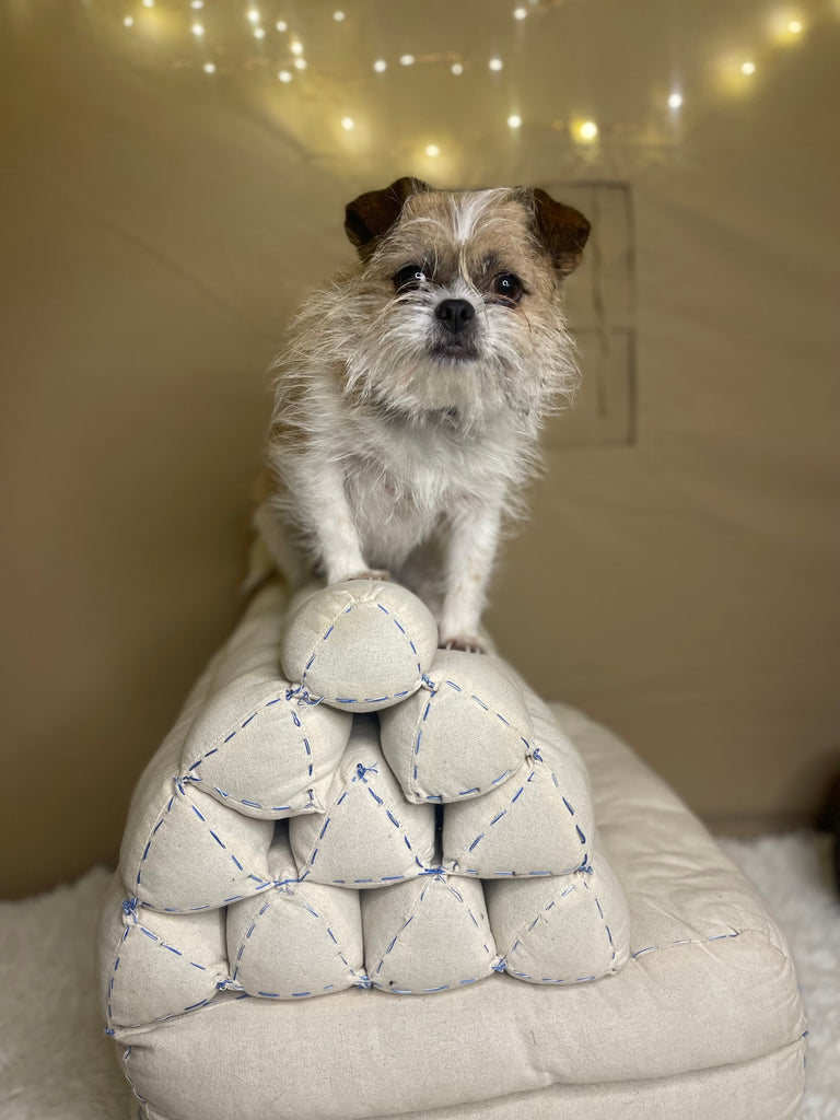 chihuahua shih tzu plays with indoor dog agility course