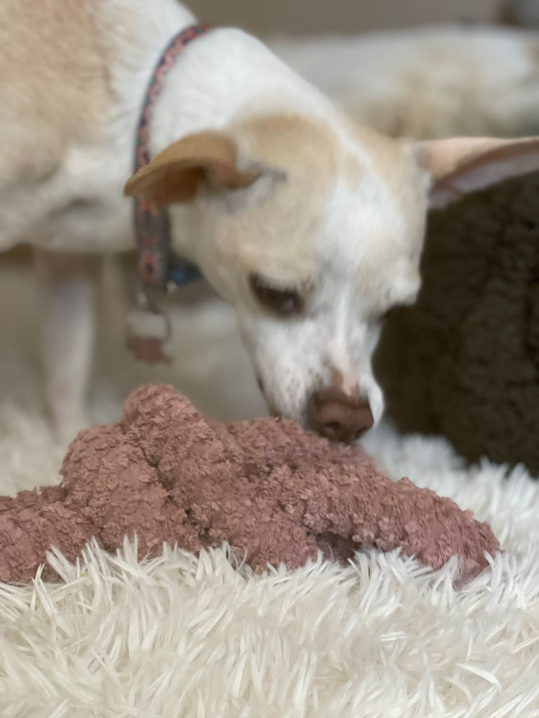 chihuahua small dog uses enrichment toy made for tiny dogs 