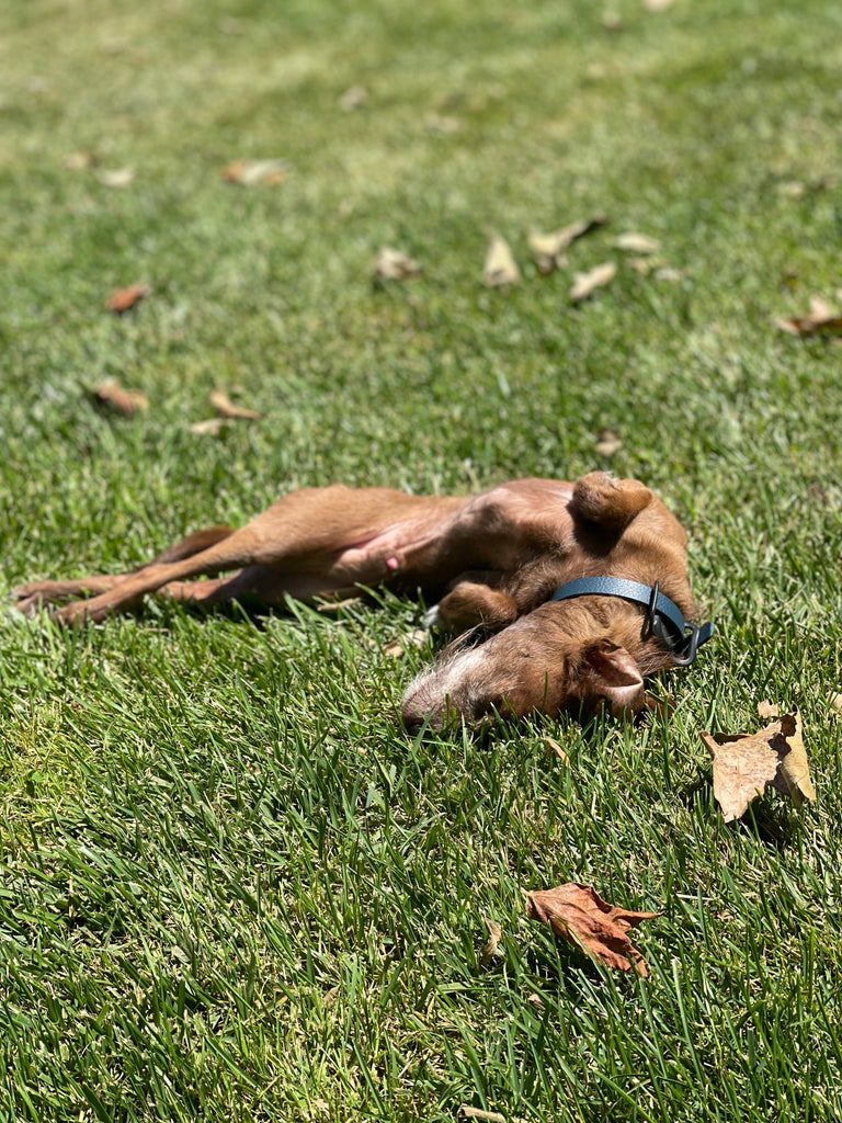dog enrichment toys diy