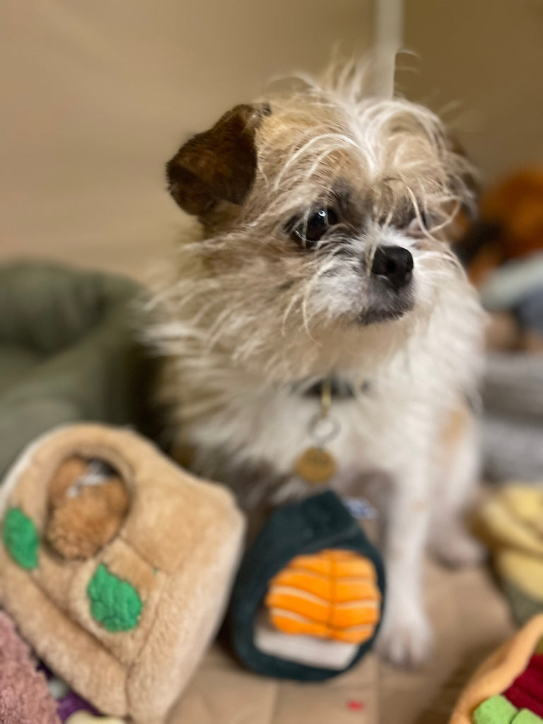 boredom busters for dogs